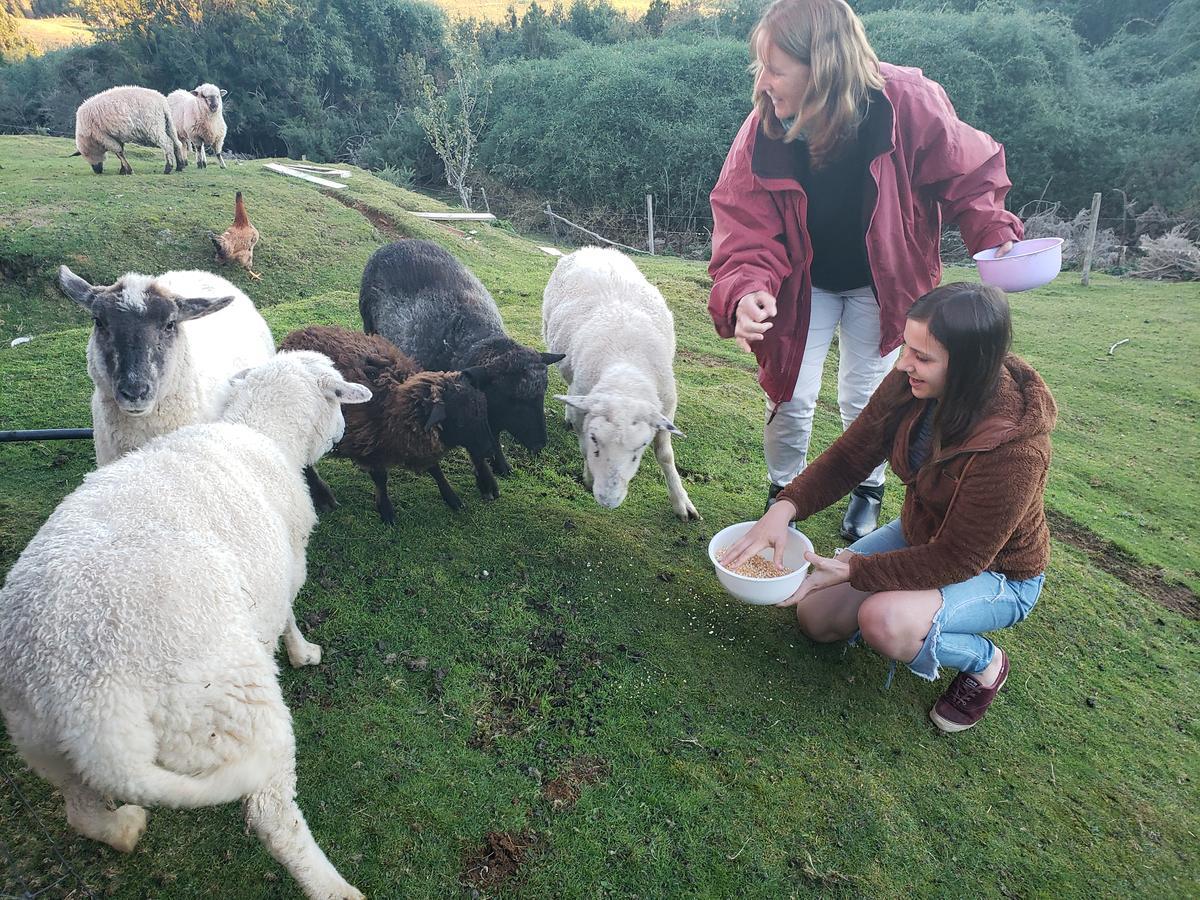 Cabana Nueva En Ancud Chiloe Eksteriør bilde
